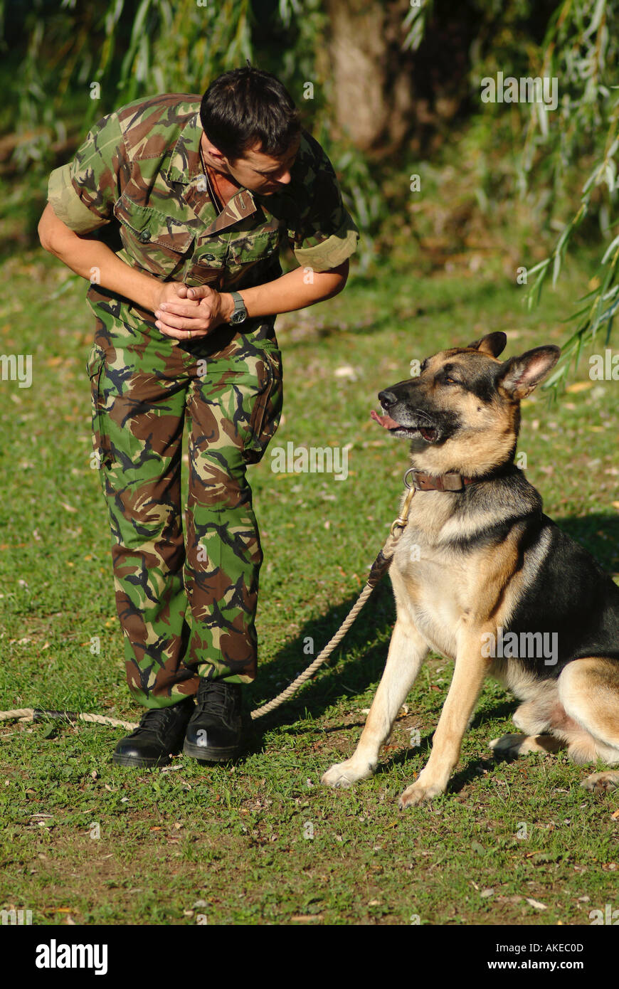 British Army Dog Handler and his Alsatian During a Daily Training Routine Stock Photo