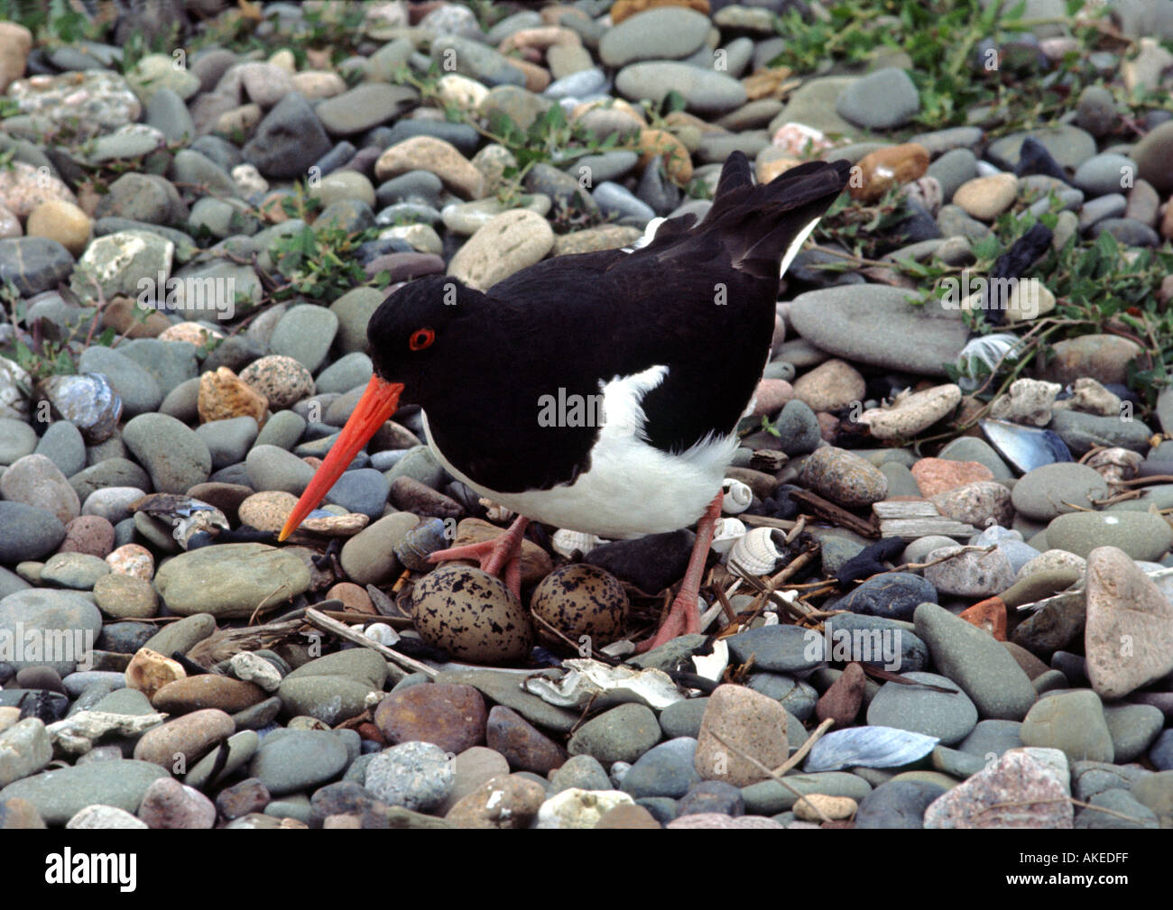 Oystercatcher on nest eggs hires stock photography and images Alamy