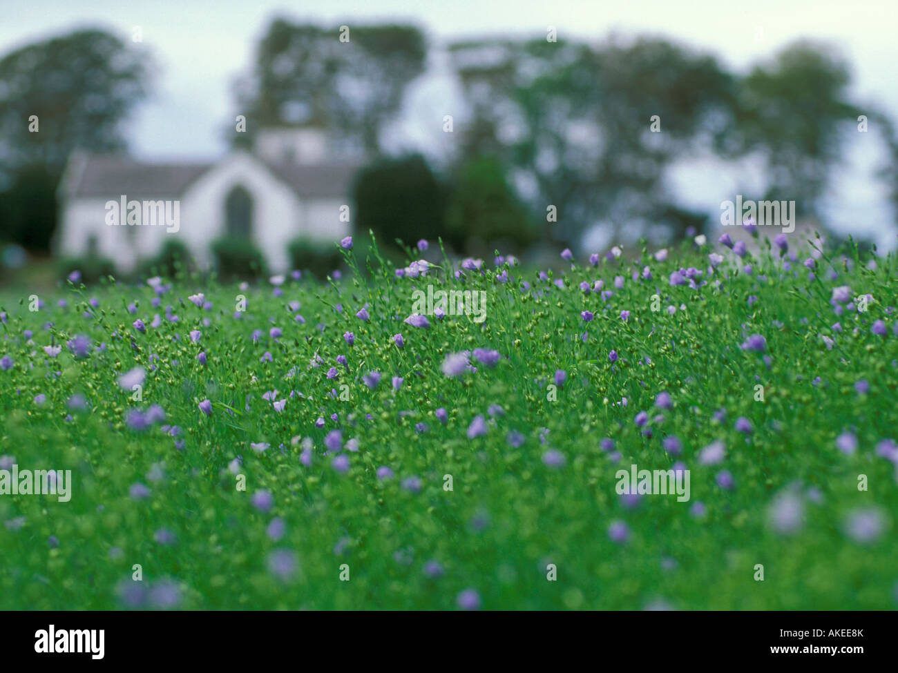 flax growing, dundalk, south ireland Stock Photo Alamy
