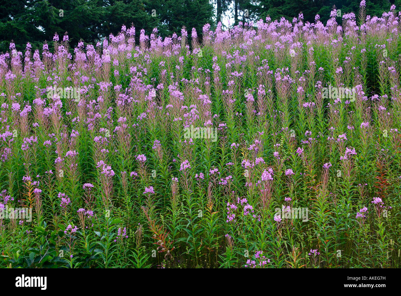 Roadside Fireweed High Resolution Stock Photography and Images - Alamy