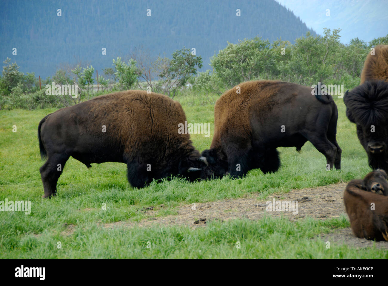 Plains Bison Buffalo at Alaska Wildlife Conservation Center AWCC near Whittier Alaska AK U S