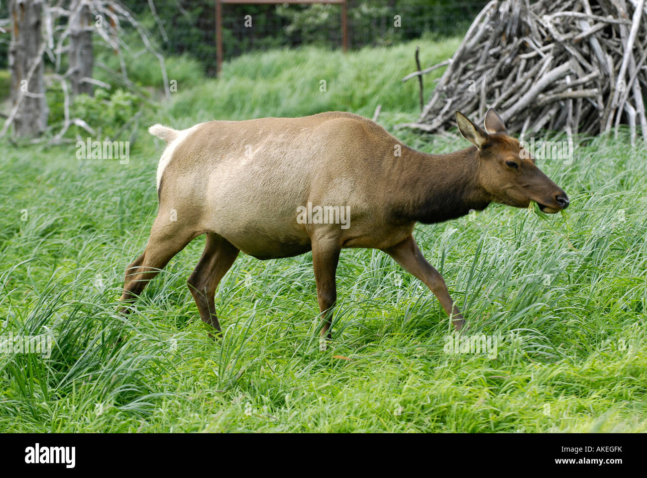 Elk at Alaska Wildlife Conservation Center AWCC near Whittier Alaska AK U S United States Stock Photo