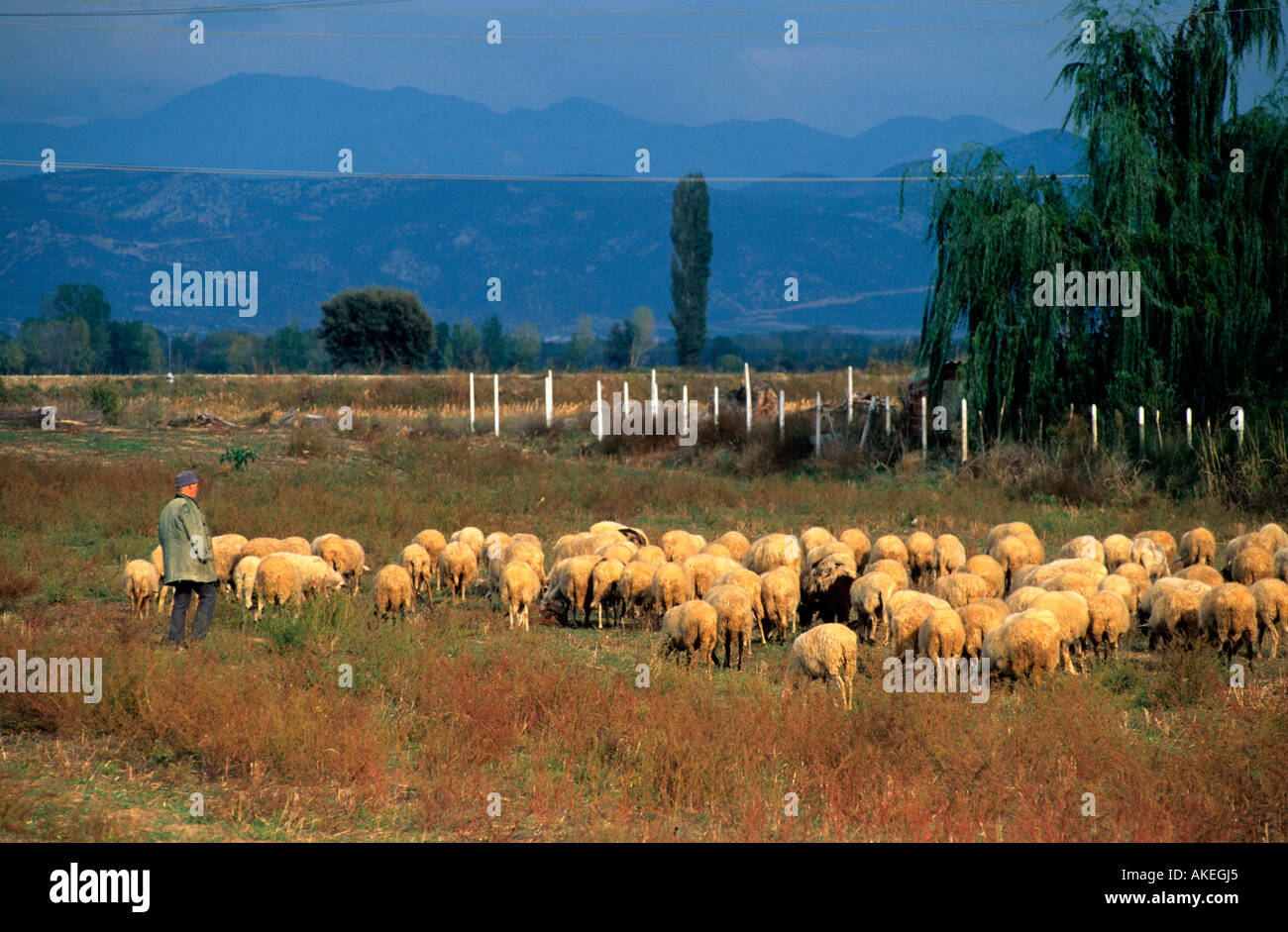 Griechenland, Metaxades bei Komotini, Schafherde Stock Photo