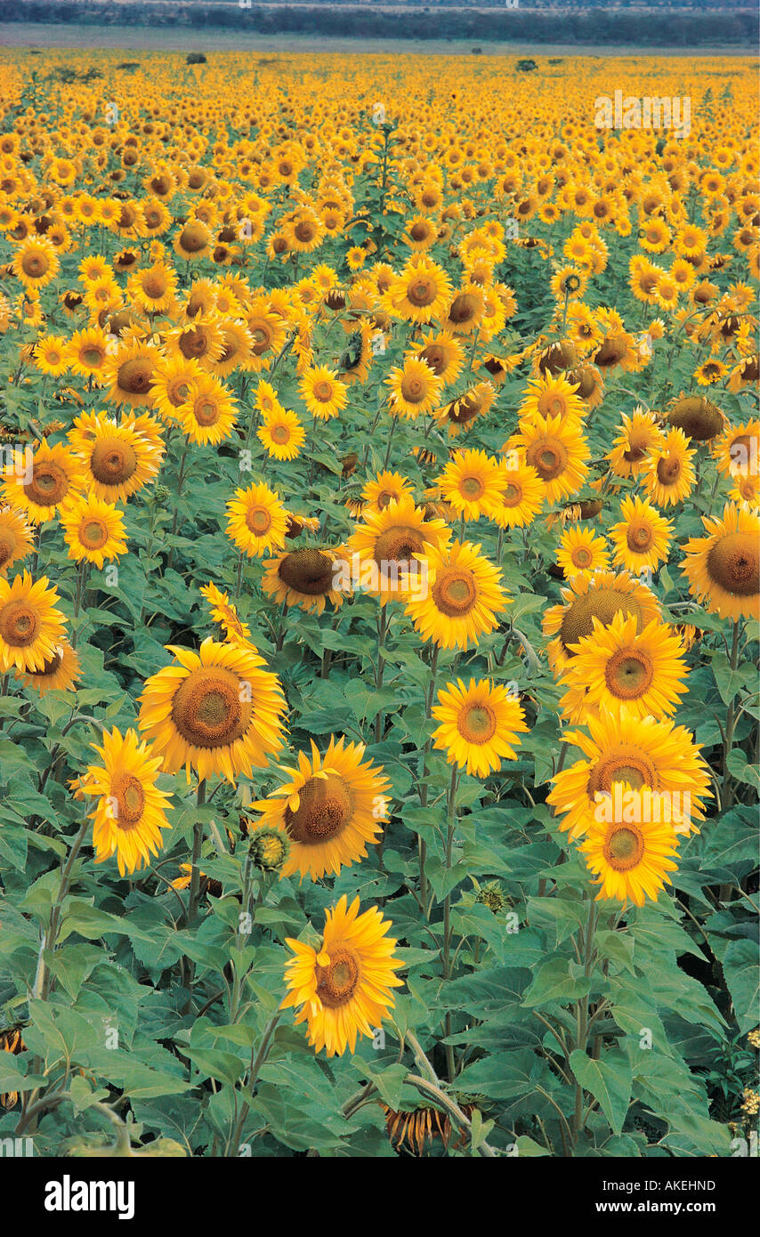 Sunflowers in the Great Rift Valley near Nakuru Kenya East Africa Stock Photo