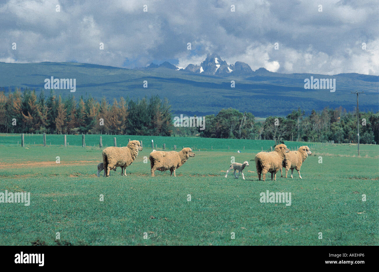 FROM THE SLOPES OF MOUNT KENYA