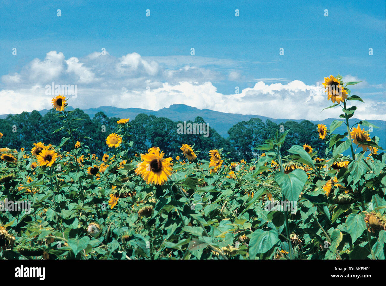Sunflowers growing on a farm near Kitale in western Kenya East Africa Mount Elgon can be seen in the distance Stock Photo