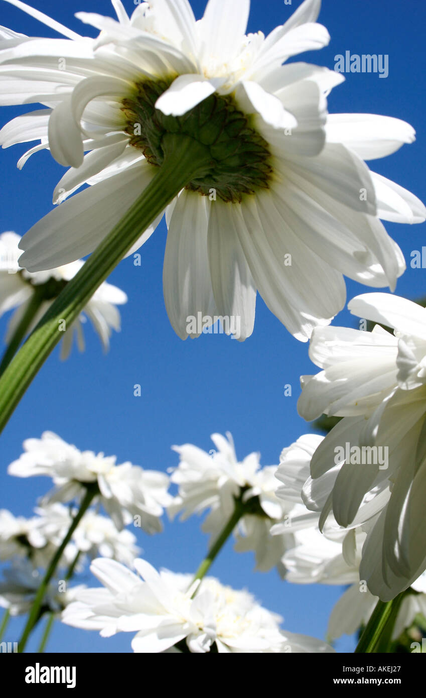 Chrysanthemum x Superbum Stock Photo Alamy
