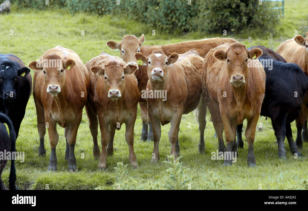 Heifers lined up in a field Stock Photo