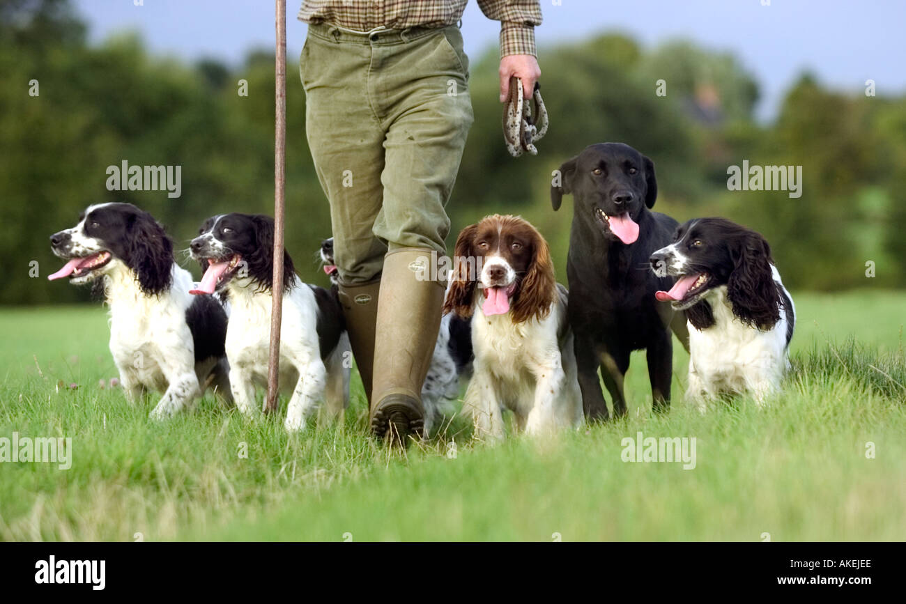 Springer spaniel Stock Photo