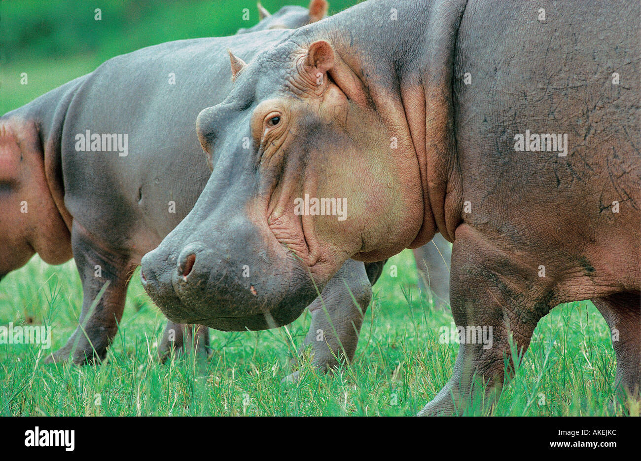 Hippos out of the water to graze in Queen Elizabeth National Park Uganda Stock Photo