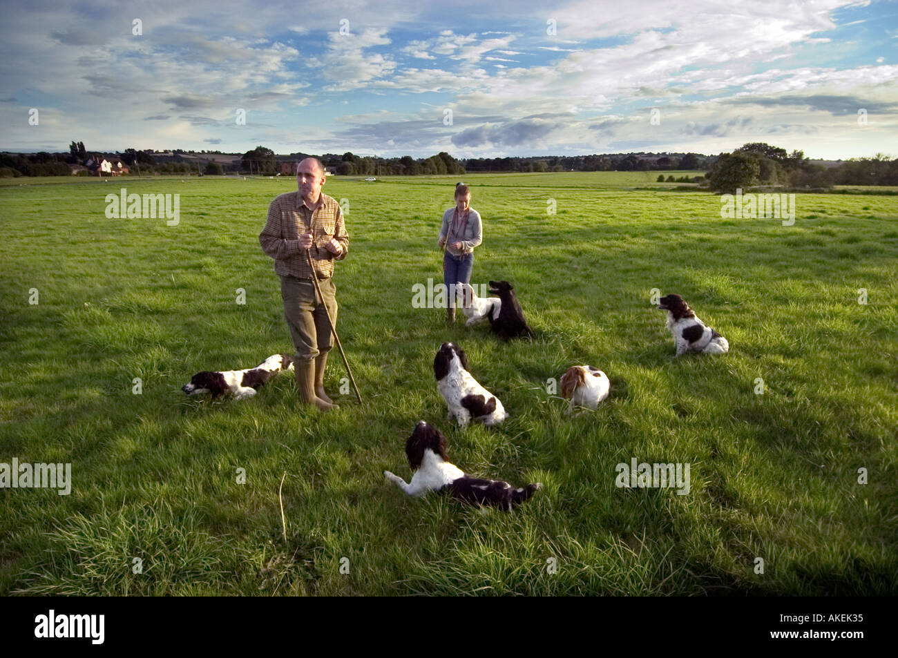 Springer spaniels with handler Stock Photo