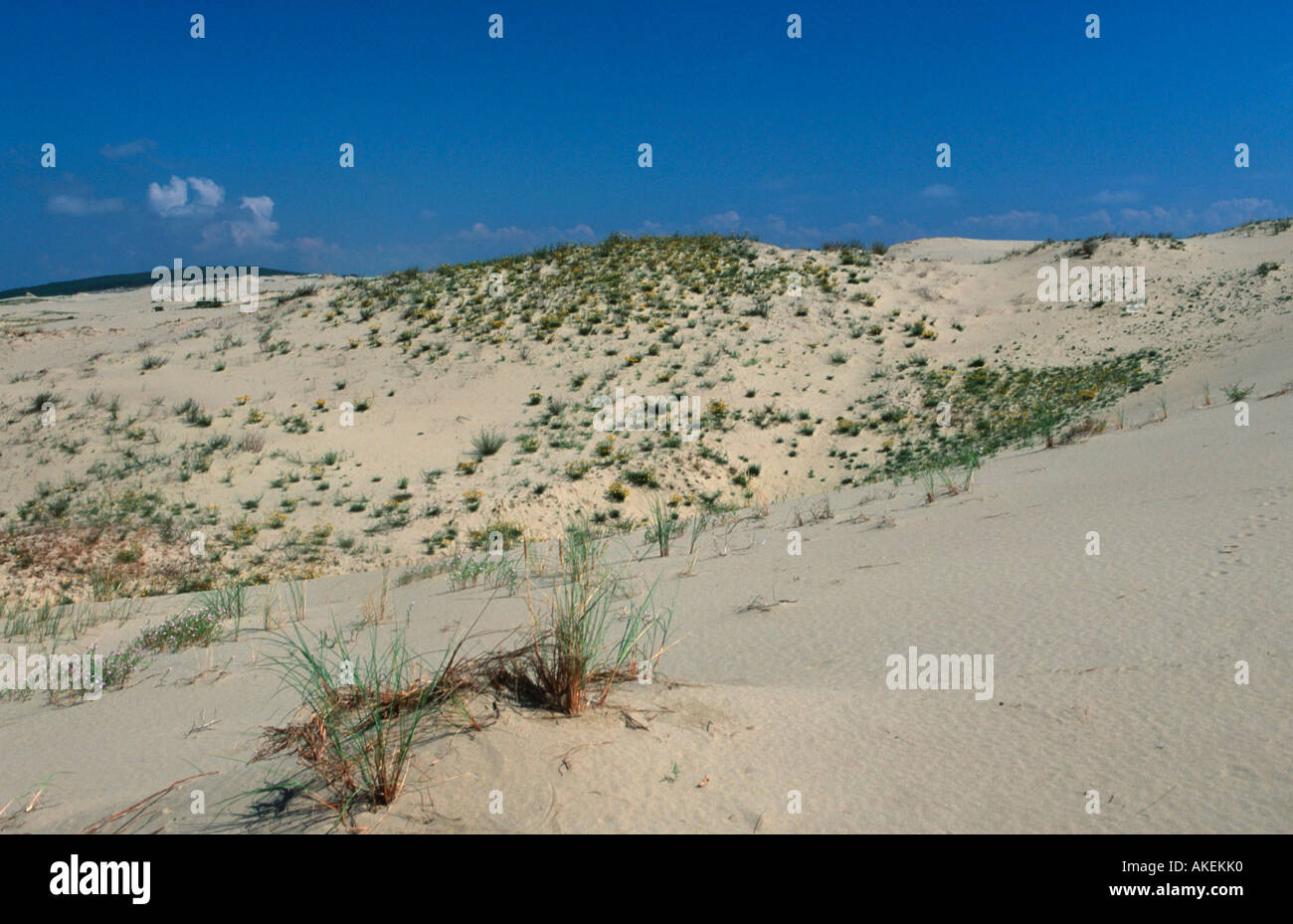 Russland, Kaliningrad (Königsberg), Rybatschij (Rossitten), Kurische