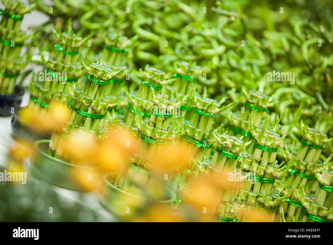 Closeup of lucky bamboo plants in a store, Chinatown, Singapore Stock Photo Alamy