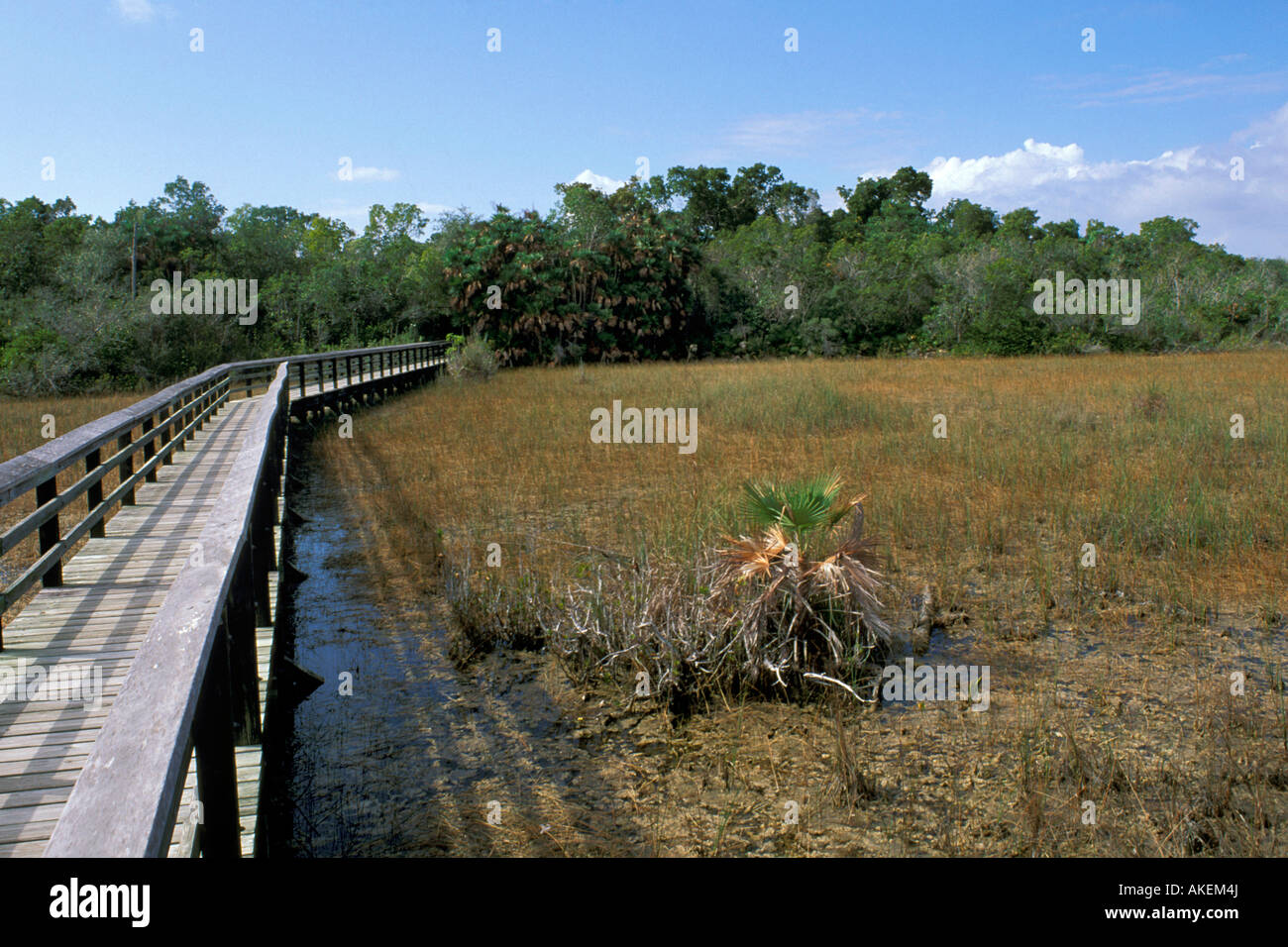 footbridge to mahogany hammock, everglades national park, usa Stock Photo