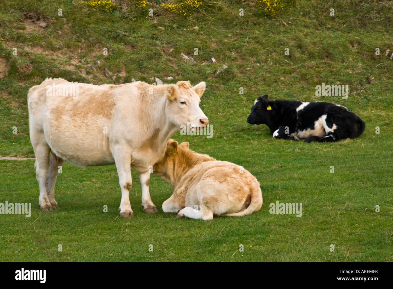Cow and calf devon hi-res stock photography and images - Alamy