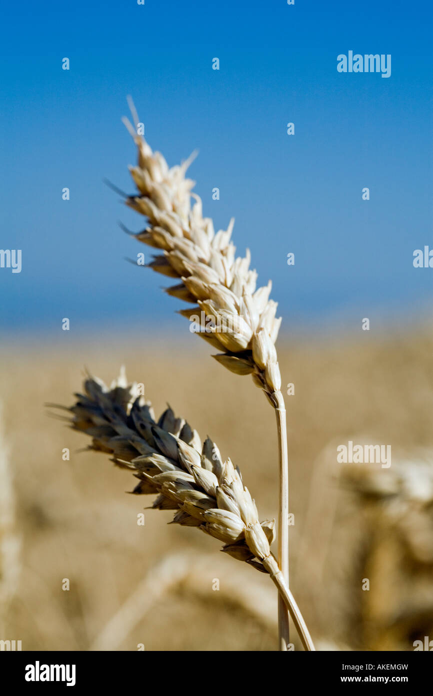 detailed af a spike wheat Stock Photo