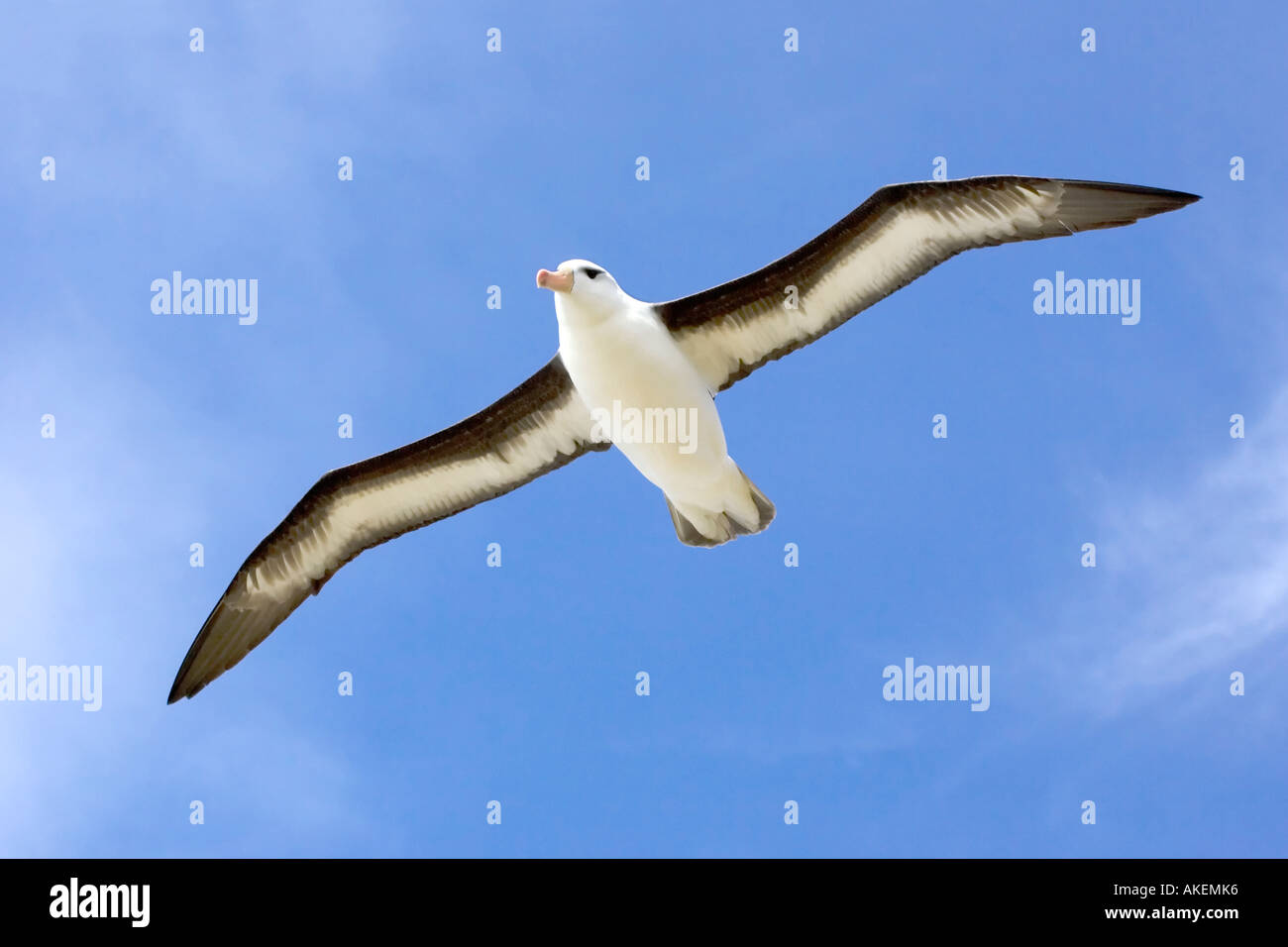 Save the albatross hi-res stock photography and images - Alamy