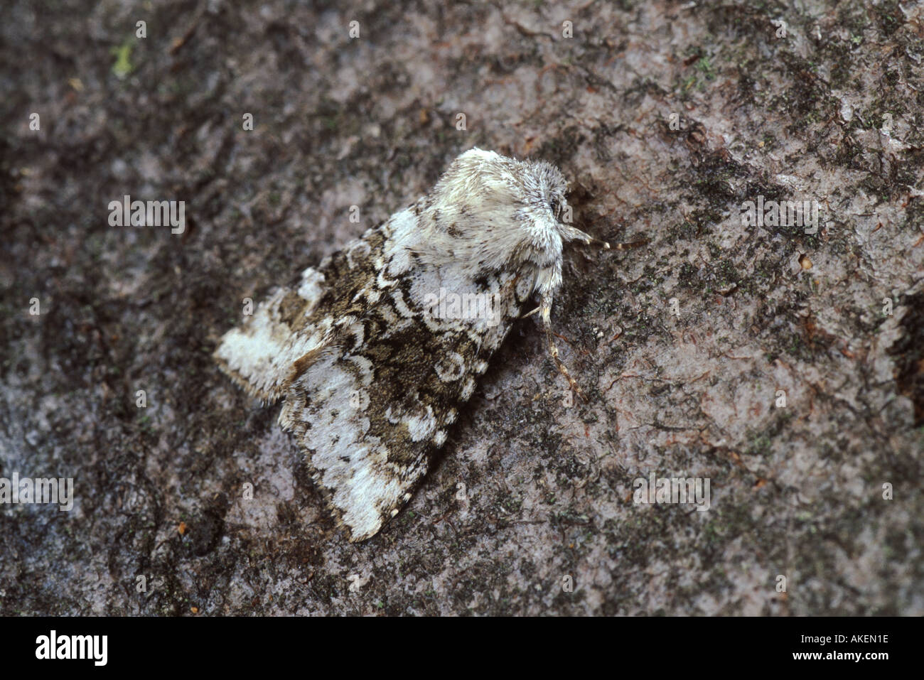 Broad Barred White Hecatera bicolorata Stock Photo