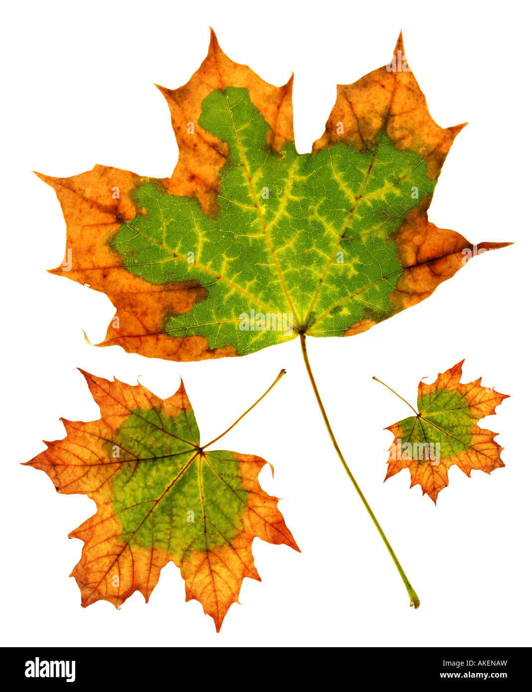 Maple leaf group isolated on white background Stock Photo