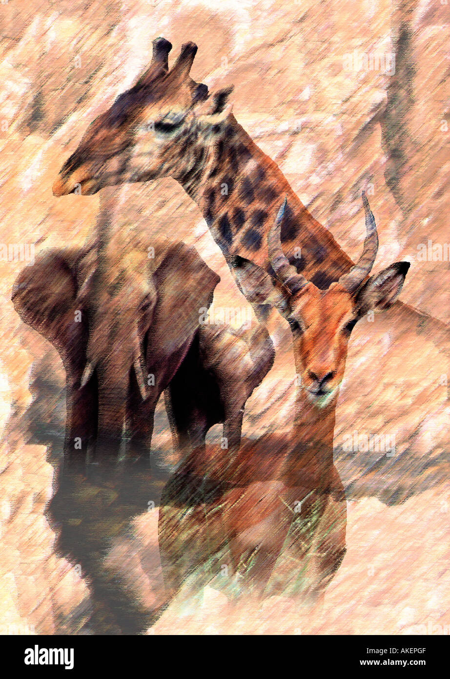 African animals montage hi-res stock photography and images - Alamy