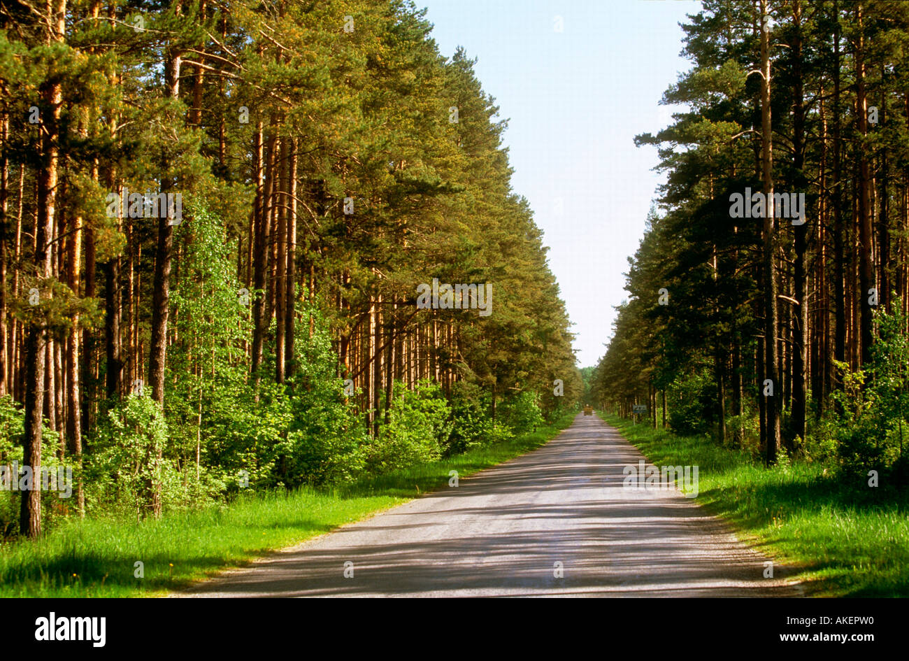 Estland, Strasse im Laheema-Nationalpark Stock Photo