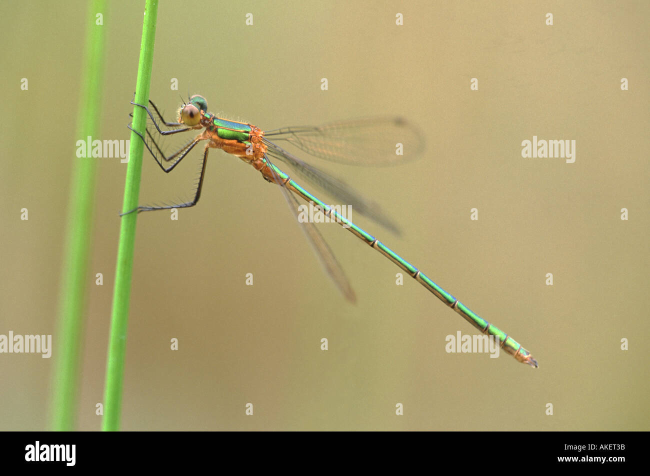 Emerald Damselfly Lestes sponsa Stock Photo - Alamy
