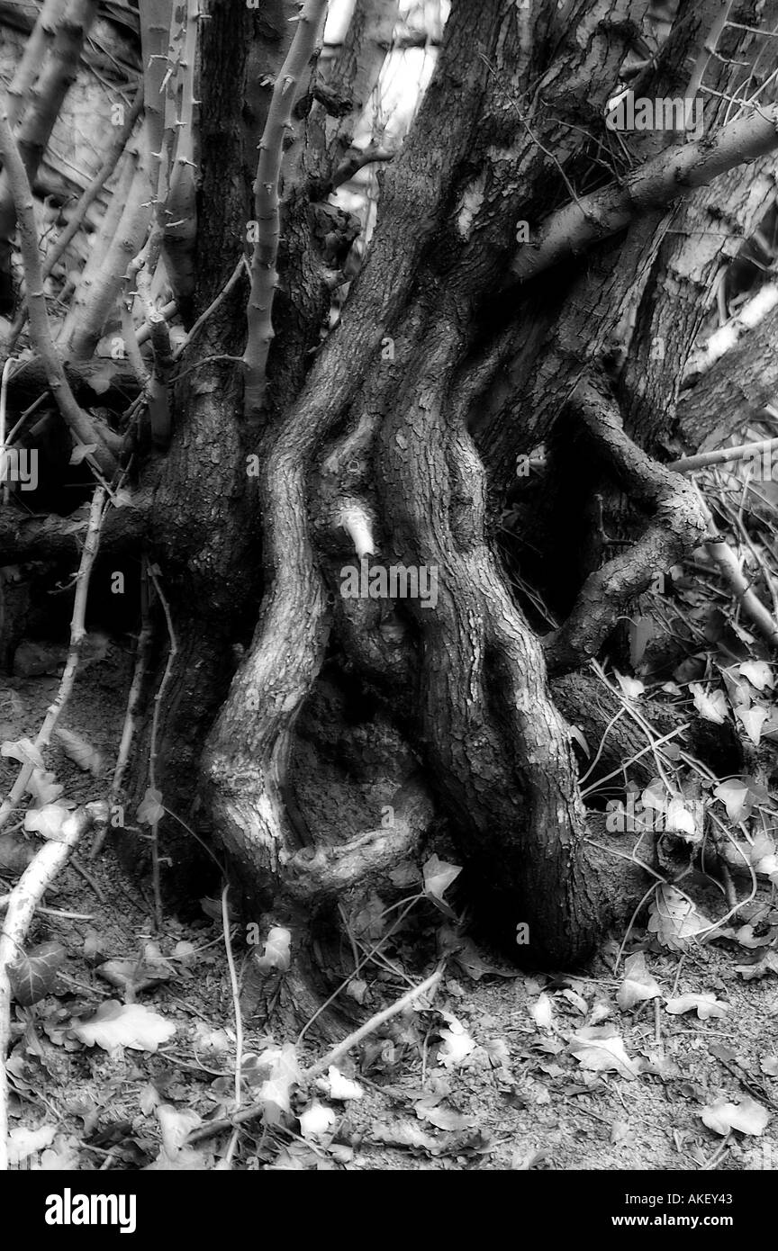 Tree roots uk Black and White Stock Photos & Images - Alamy