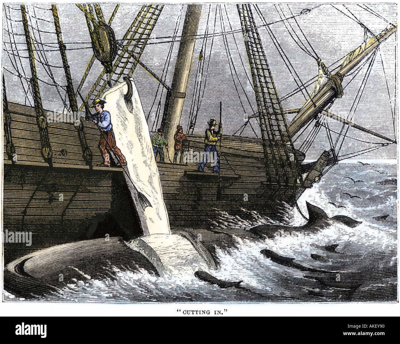Whalers cutting blubber in strips from a dead whale 1800s Stock Photo Alamy