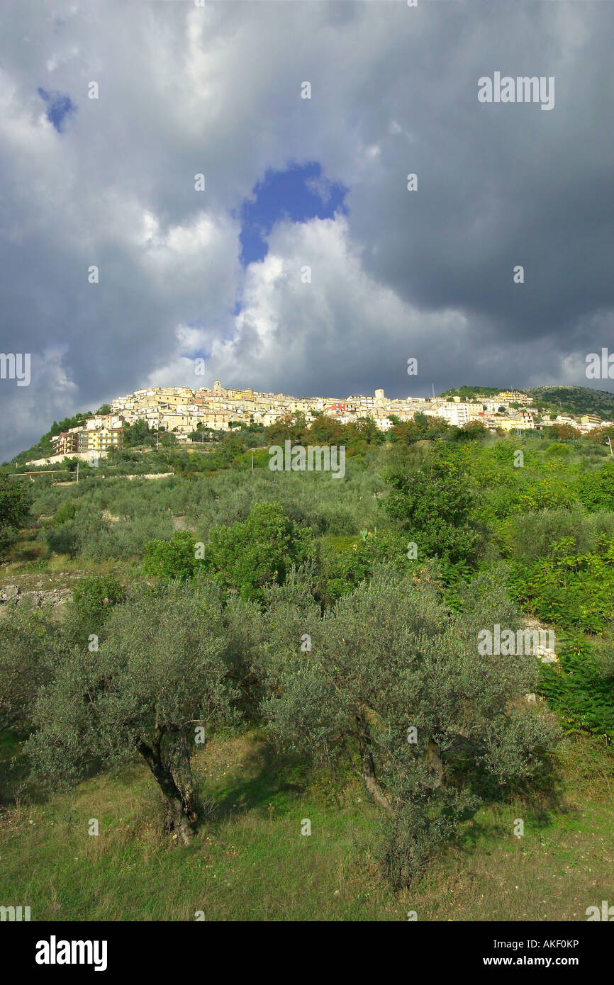 Olive groove, Castelcivita, Parco Nazionale del Cilento e Vallo di Diano, Campania, Italy Stock Photo