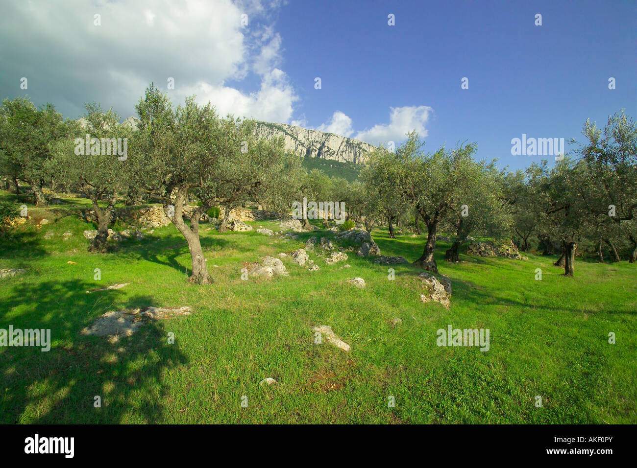 Olive groove, Alburni mountains, Parco Nazionale del Cilento e Vallo di Diano, Campania, Italy Stock Photo