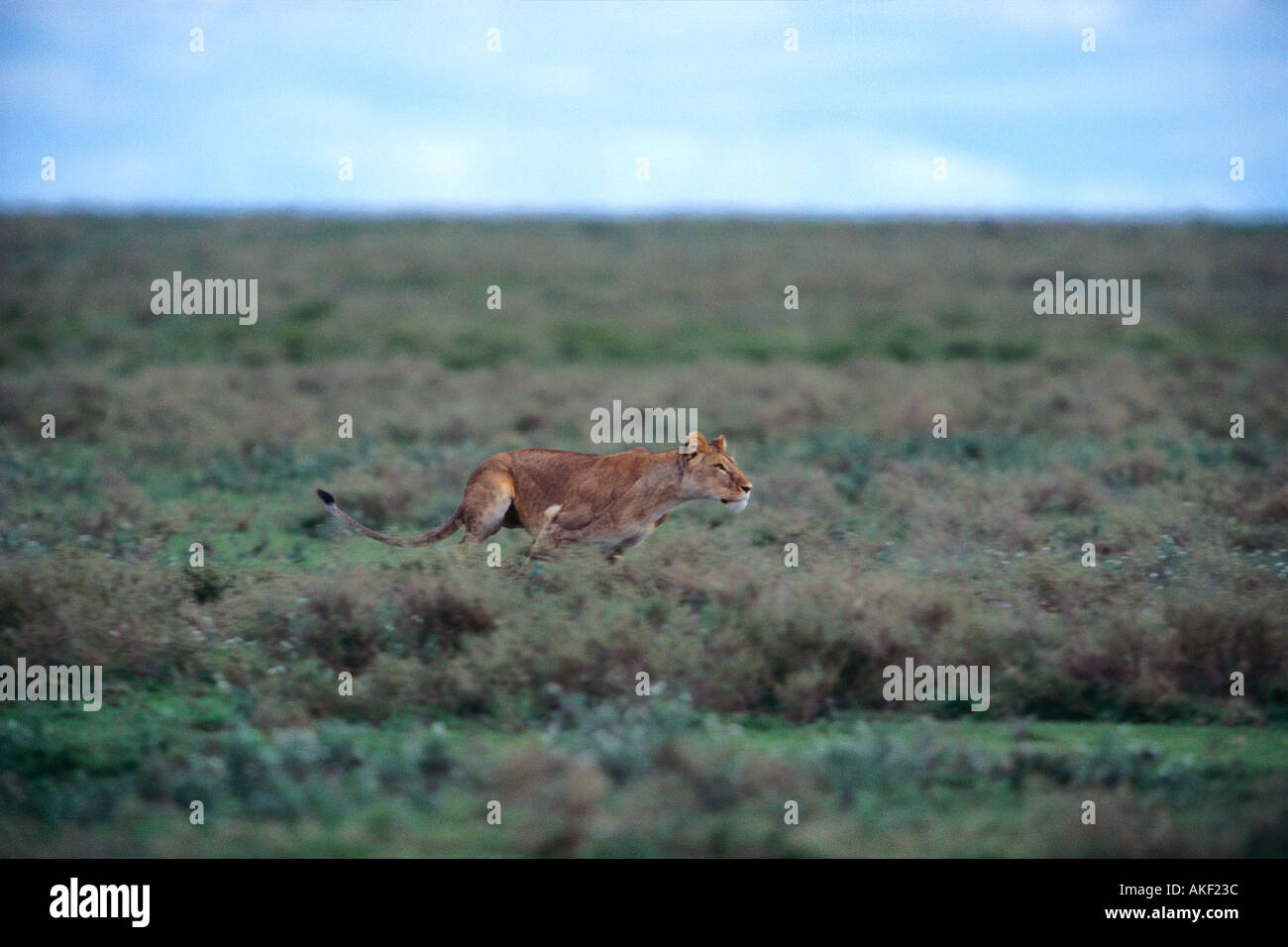 African lioness running Stock Photo - Alamy