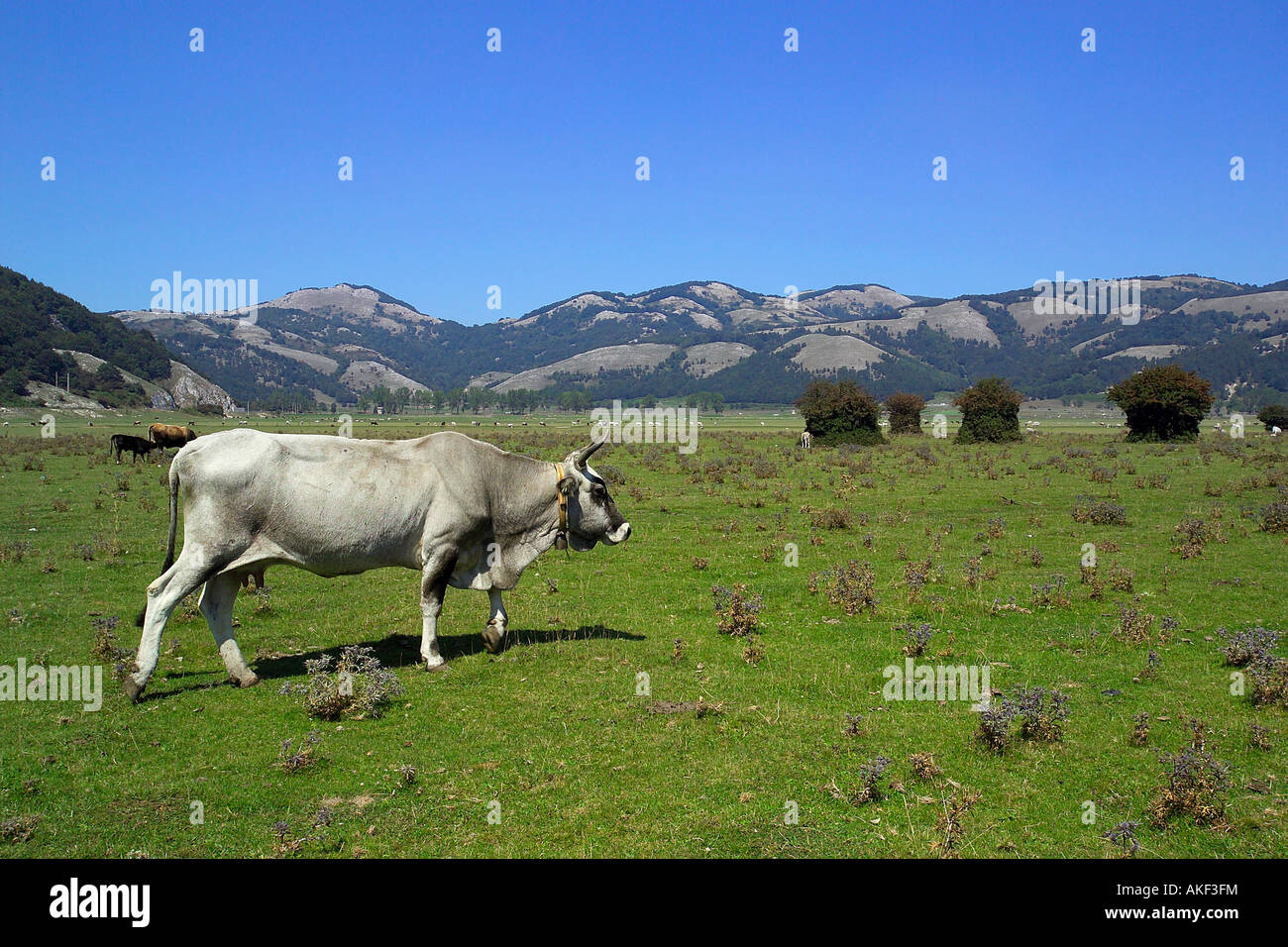 Cows, Podolica breed, Bagnoli Irpino, Campania, Italy Stock Photo