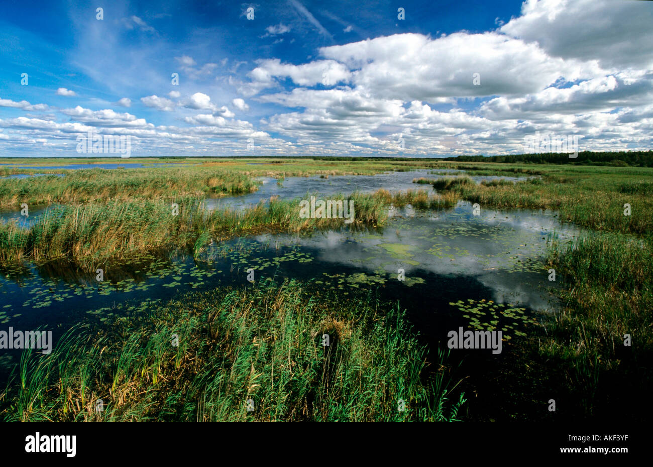 Lettland, Pape-See südlich von Liepaja (Liebau), Stock Photo