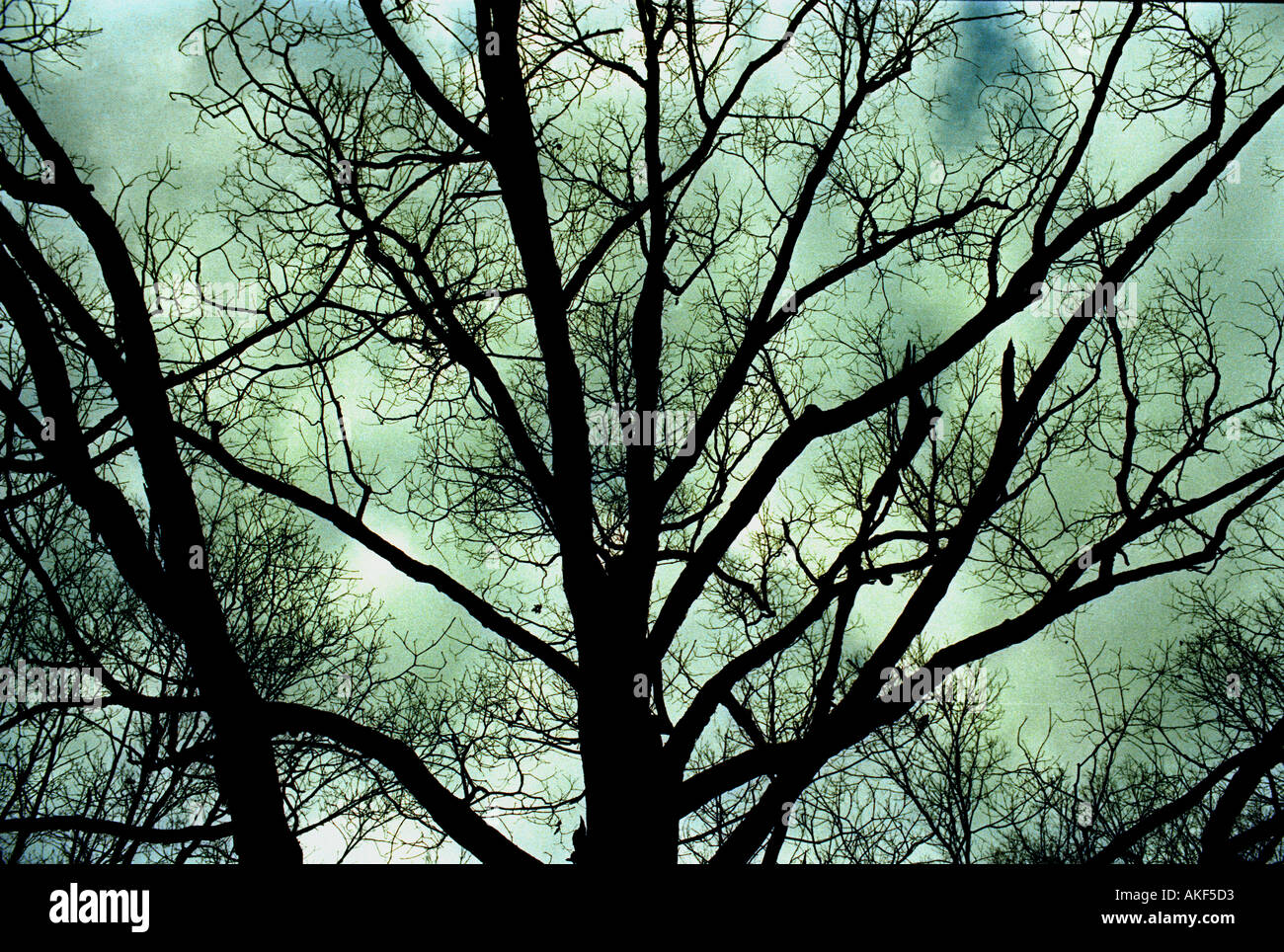 Silhouetted decidious tree against overcast sky Stock Photo