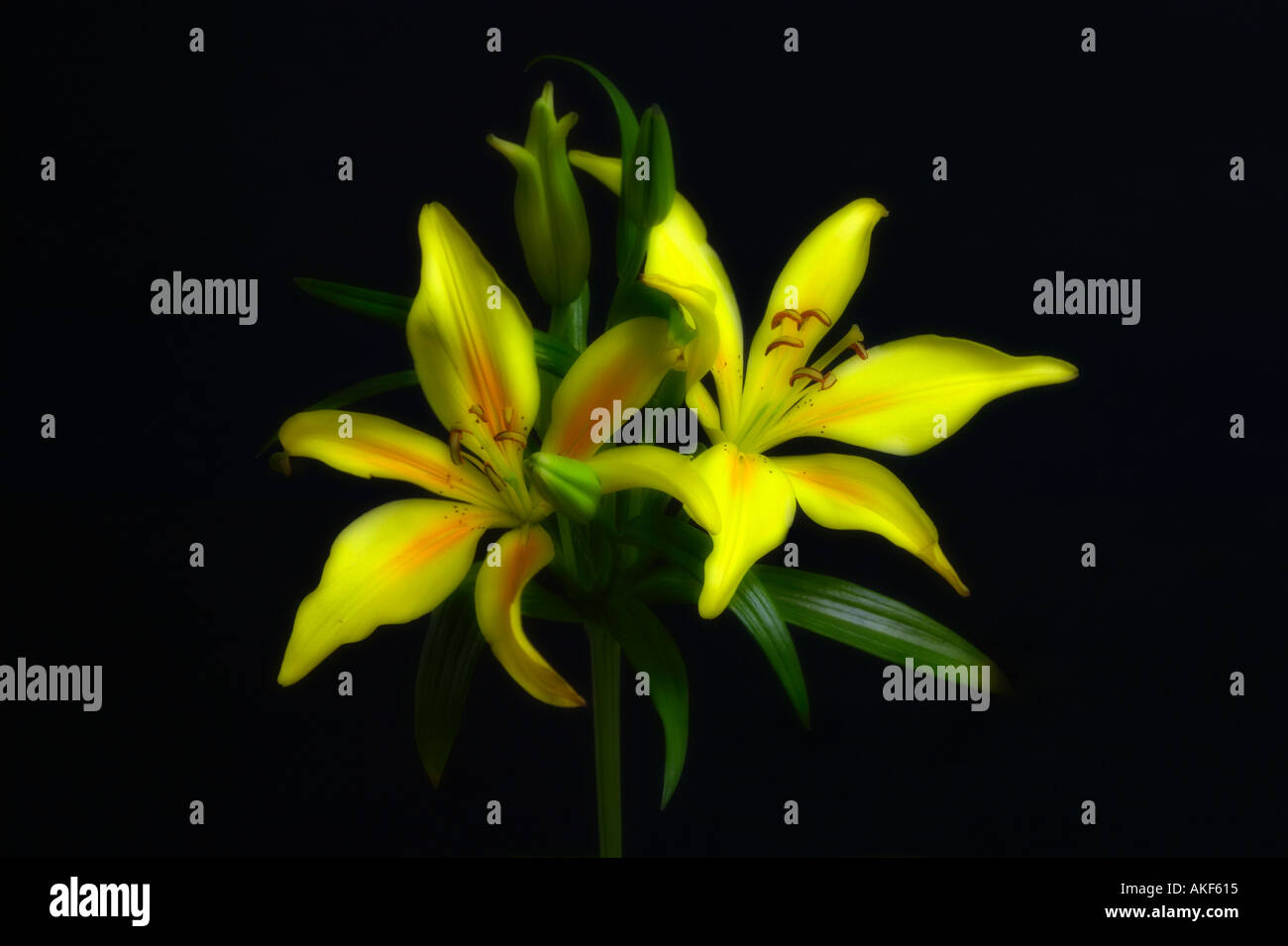 flowers yellow lily Stock Photo