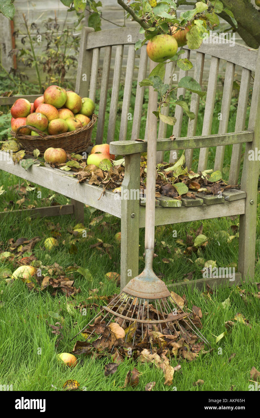 garden seat with fallen leaves lawn rake and basket of windfall apples under tree England October Stock Photo