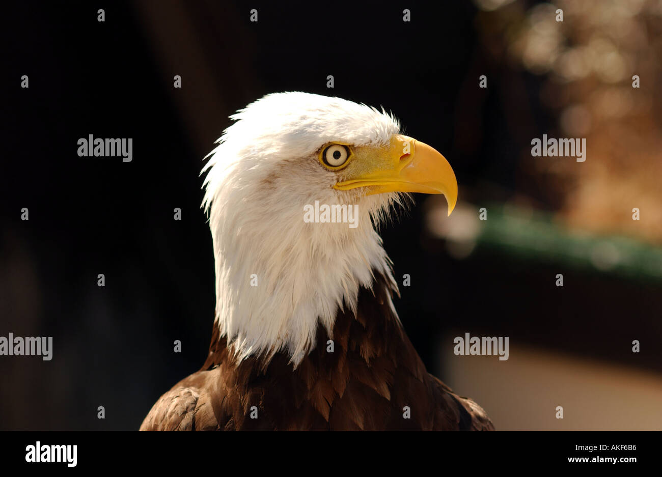 Birds, Bald Headed Eagle Stock Photo
