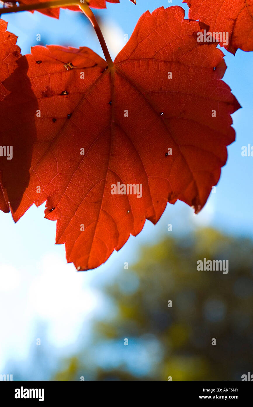 A stock Photograph of autumn leaves Stock Photo - Alamy