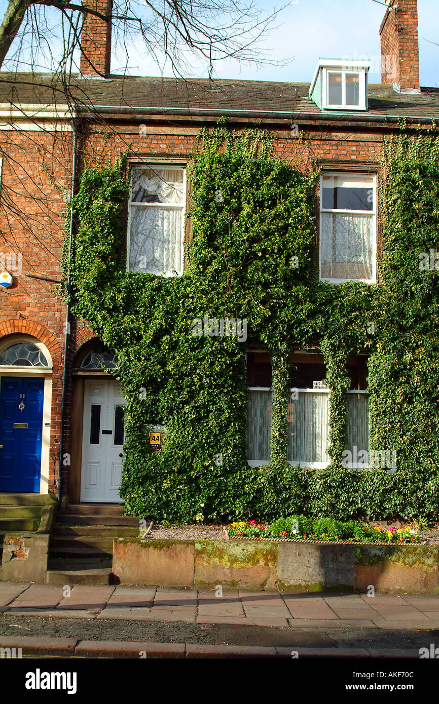 Carlisle ivy hi-res stock photography and images - Alamy