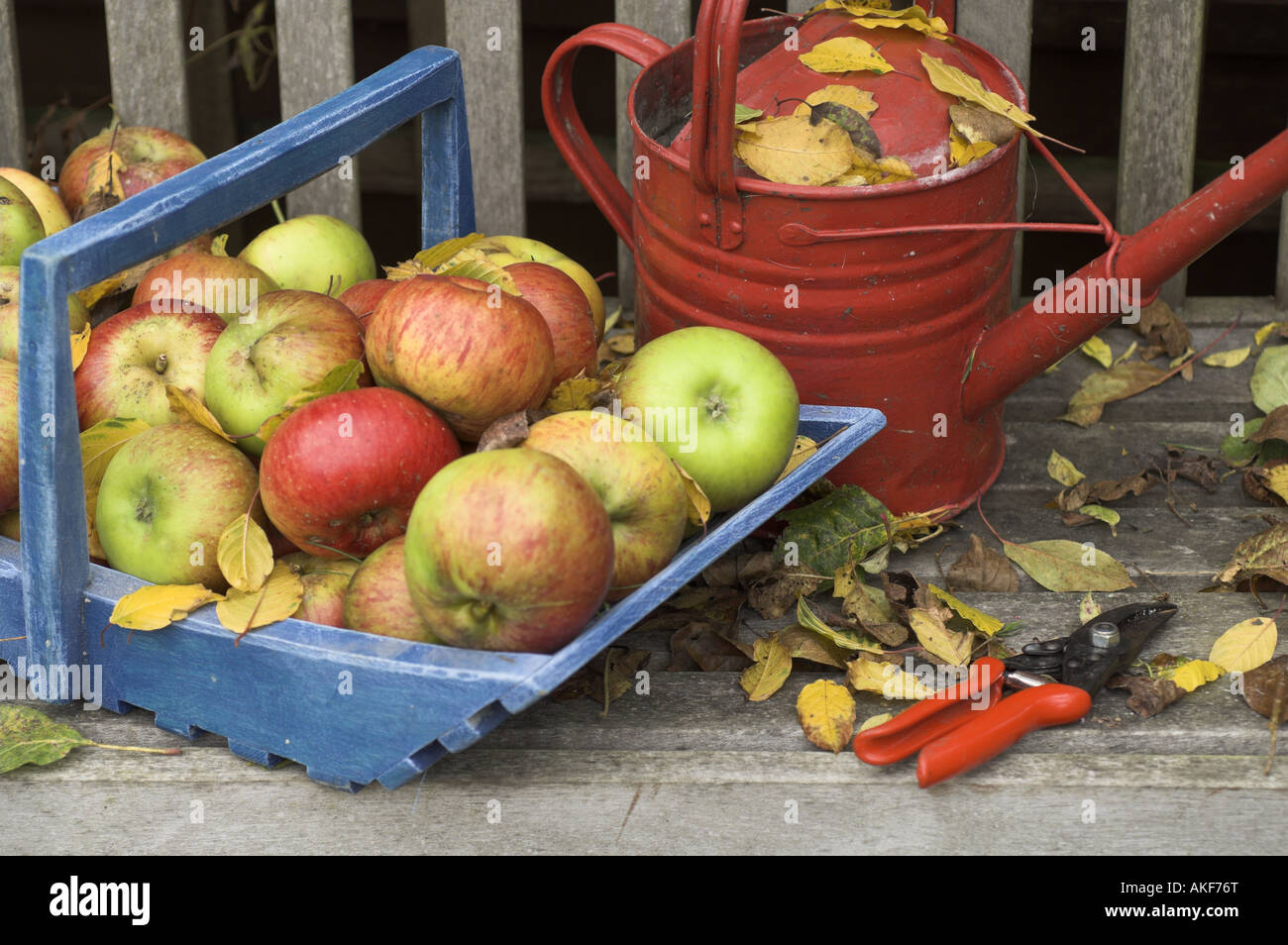 Windfall apples in blue trug on garden seat with red watering can England Stock Photo