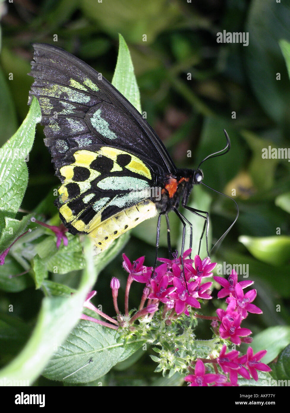 Macro photo of butterfly Stock Photo - Alamy