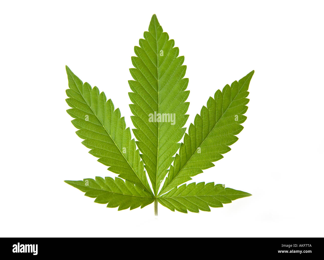 Weed on marijuana scale hi-res stock photography and images - Alamy