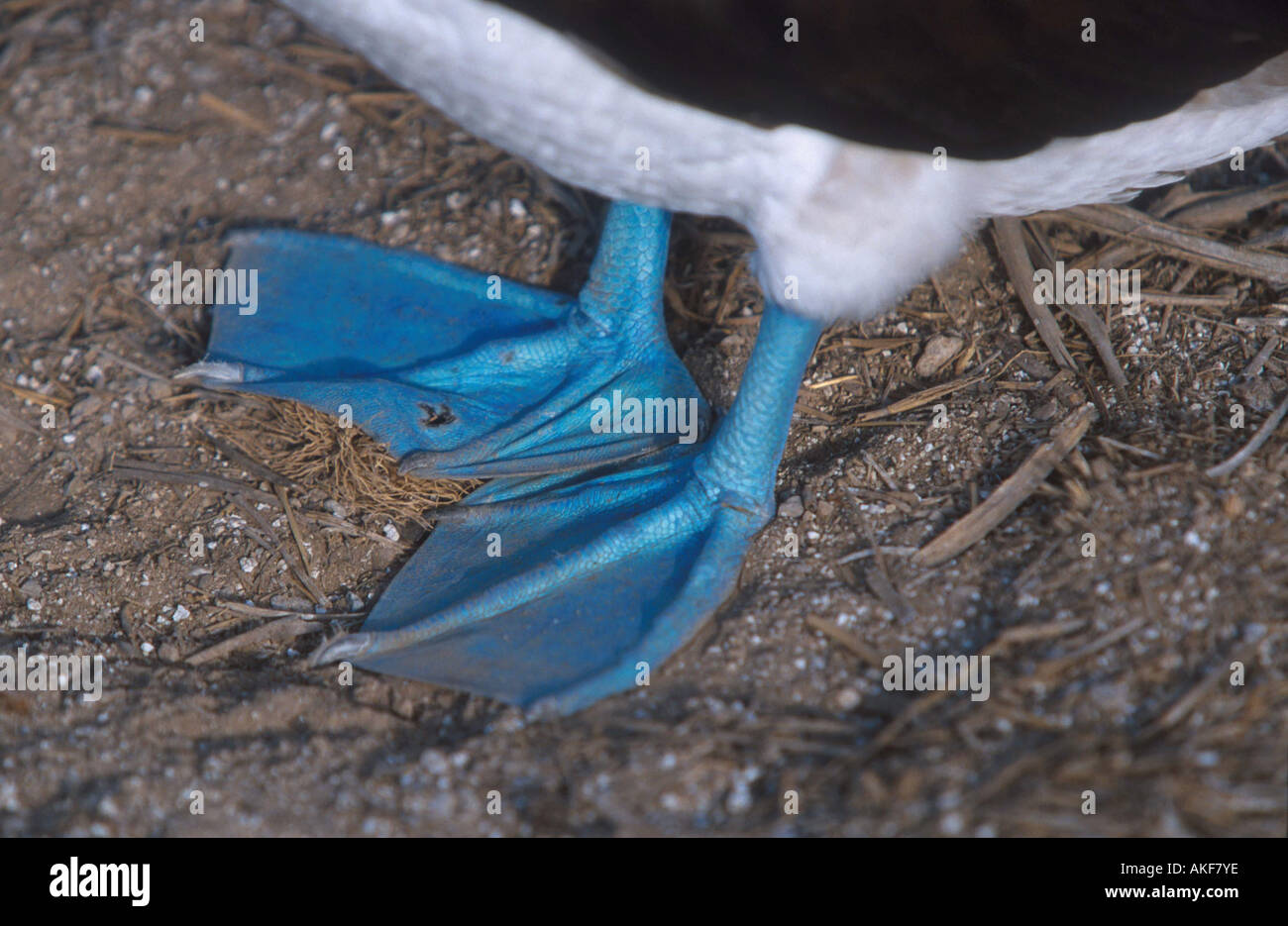 Blue footed Booby Sula nebouxii Blue feet Hood Island Galapagos Stock Photo
