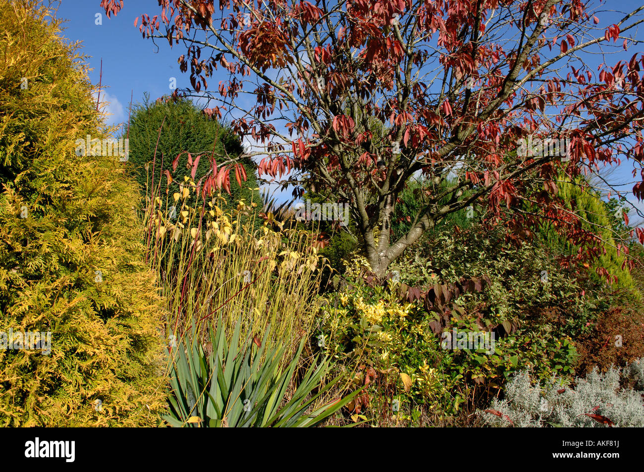 Autumn colours of Prunus Cornus and other plants in a November garden Devon Stock Photo