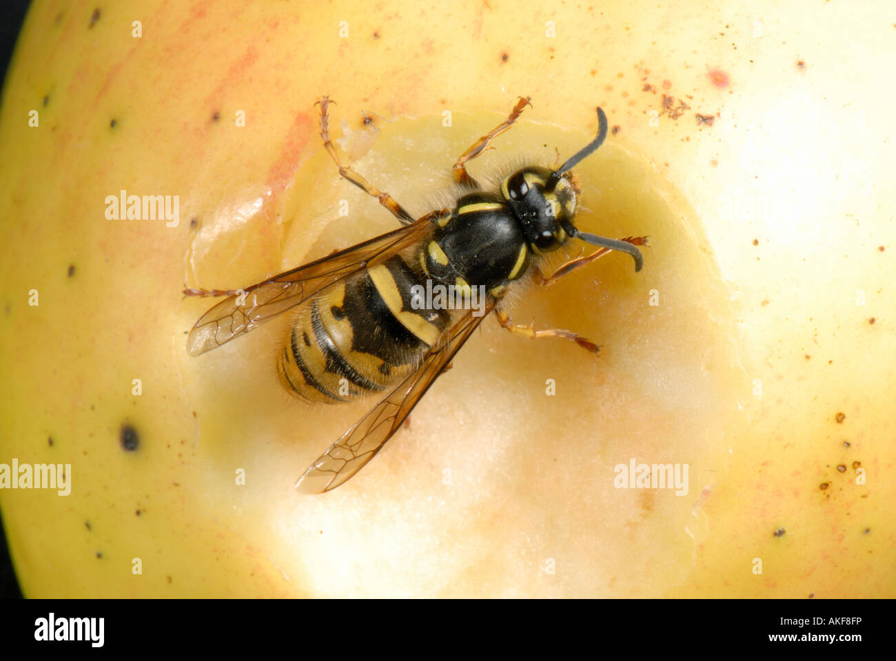 A queen wasp Vespula vulgaris on an apple Stock Photo