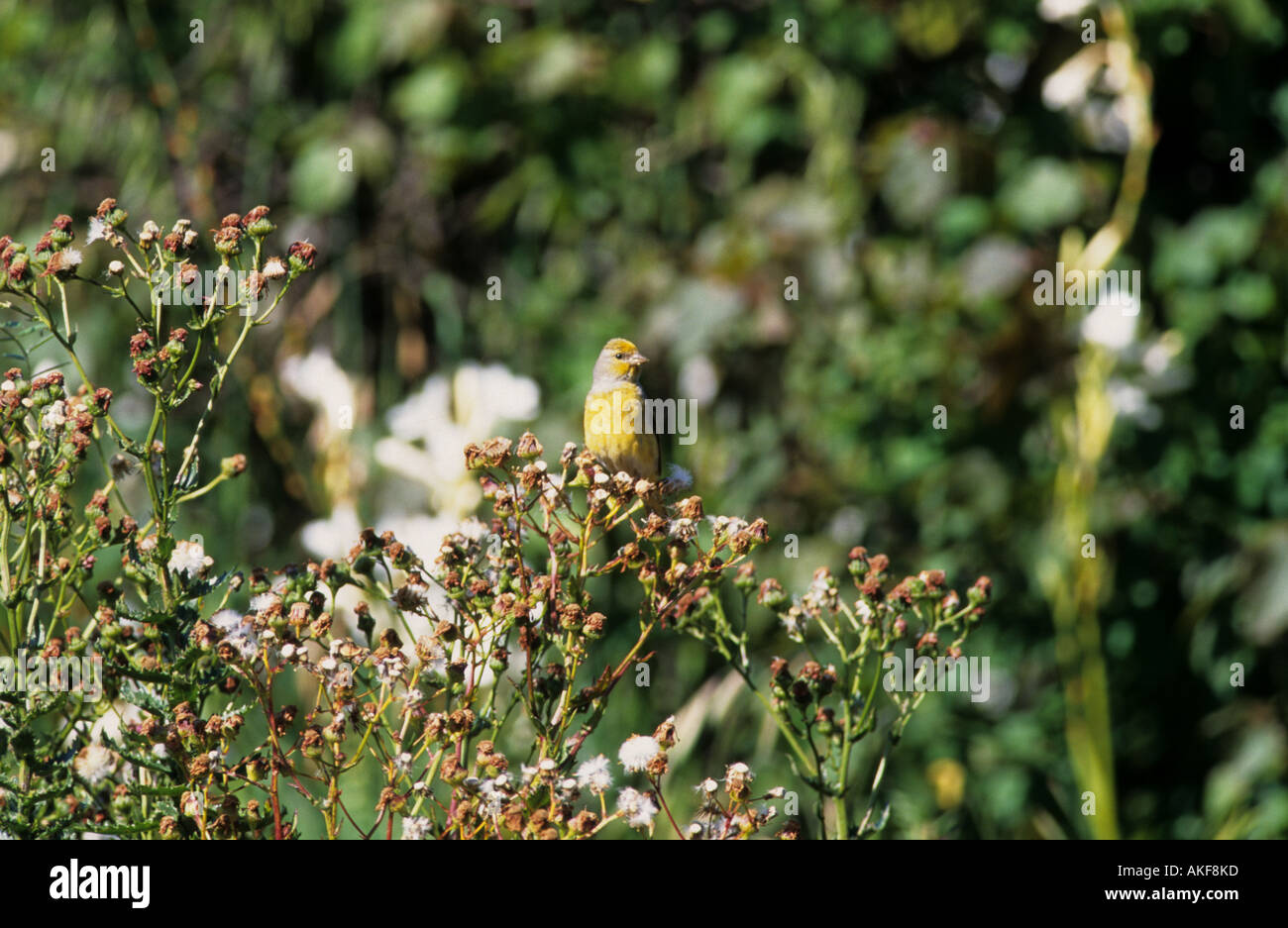 Cape Canary Serinus canicollis Cape Town South Africa Stock Photo