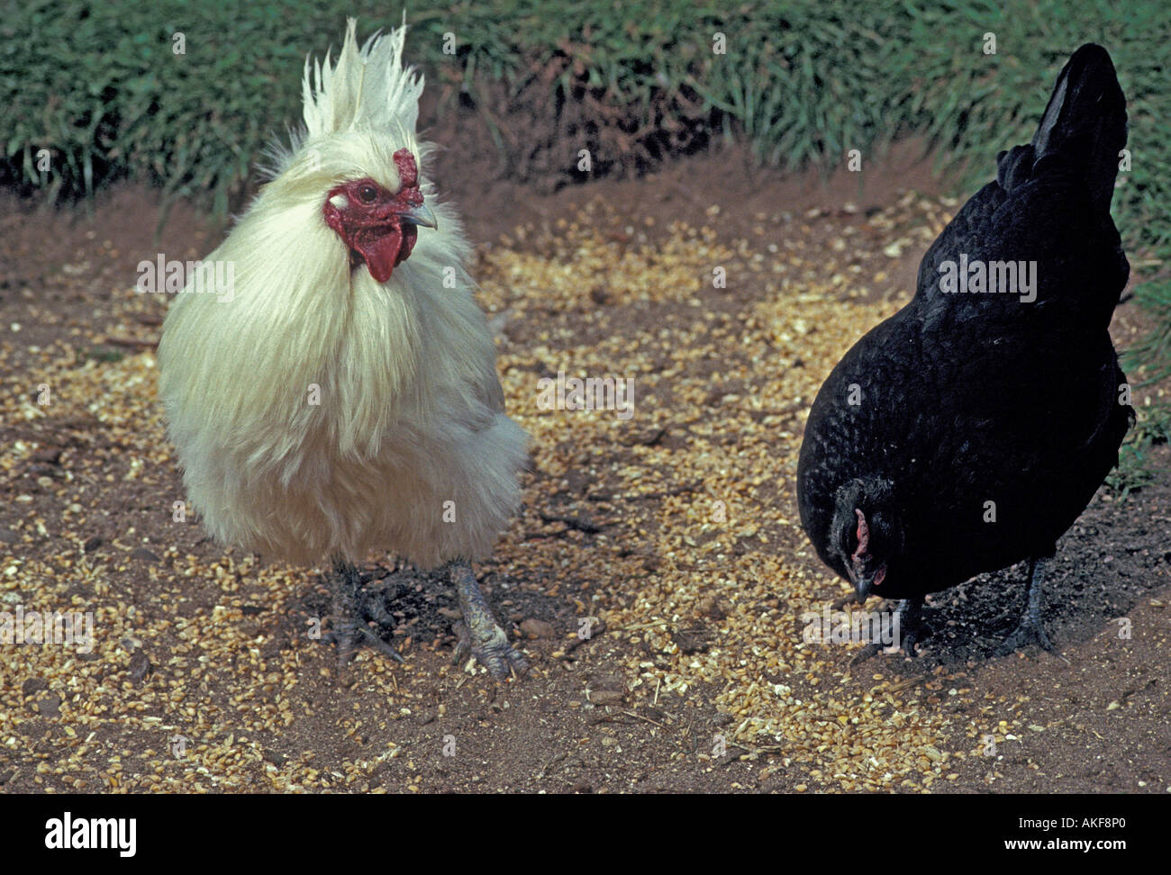 Domestic Chicken Silky Bantam male with Bantam female Stock Photo Alamy