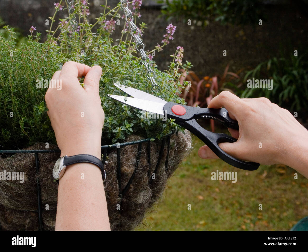 Cutting herbs in a hanging basket Stock Photo Alamy