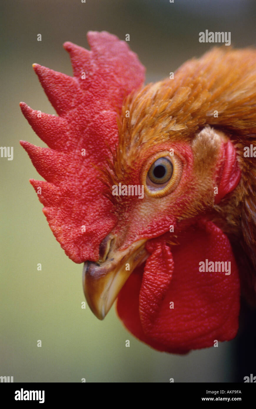 tight close up portrait of a French chicken Stock Photo Alamy