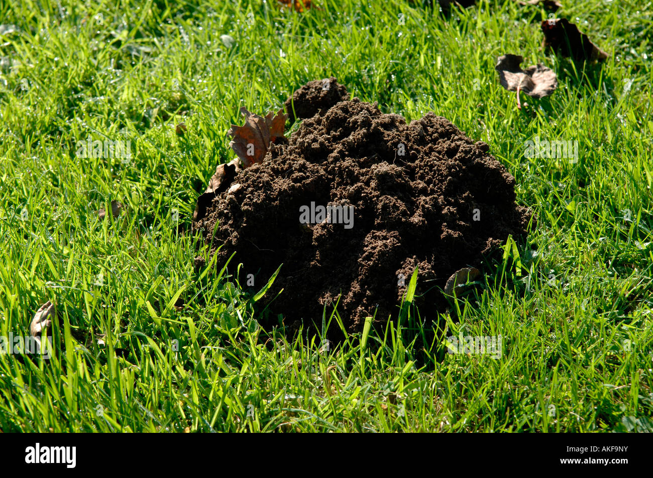 A fresh molehill in a long garden lawn in autumn Stock Photo